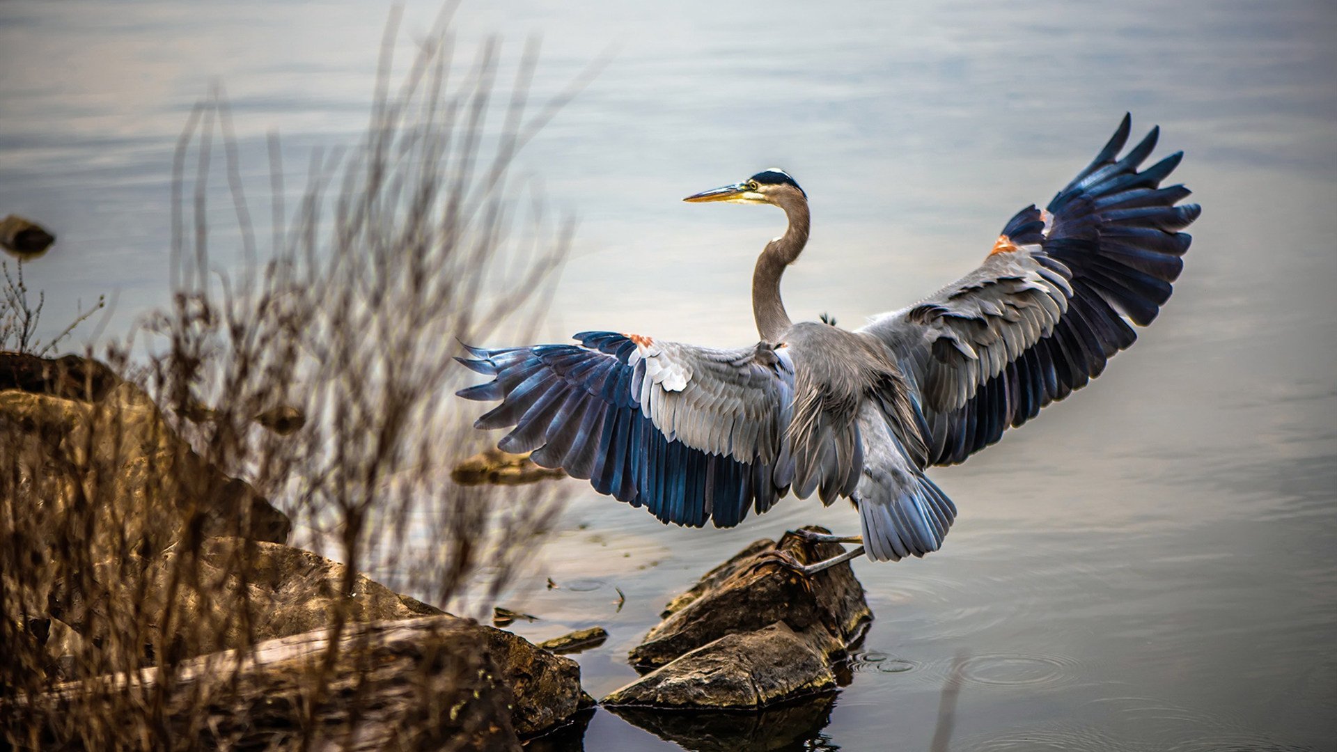王哲林暴砍38分浇灭反扑火焰!湖人完胜浙江背后站着浙江苦主