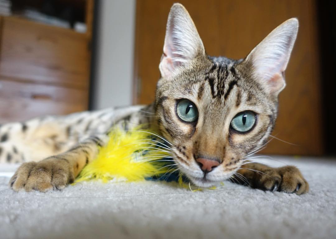 孤胆英雄撕裂北境防线!布伦森41分逆天改命,篮网加时险胜猛龙