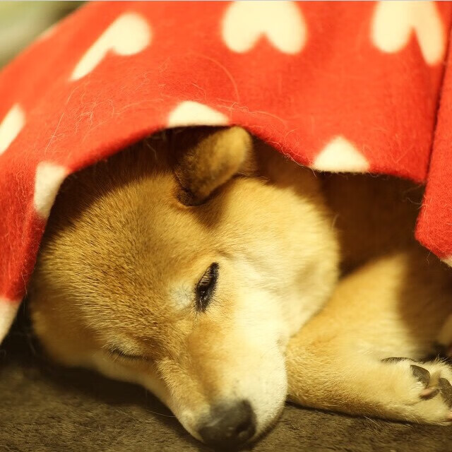 双重碾压,红牛一队赛道称霸,阿隆索关键策略制胜