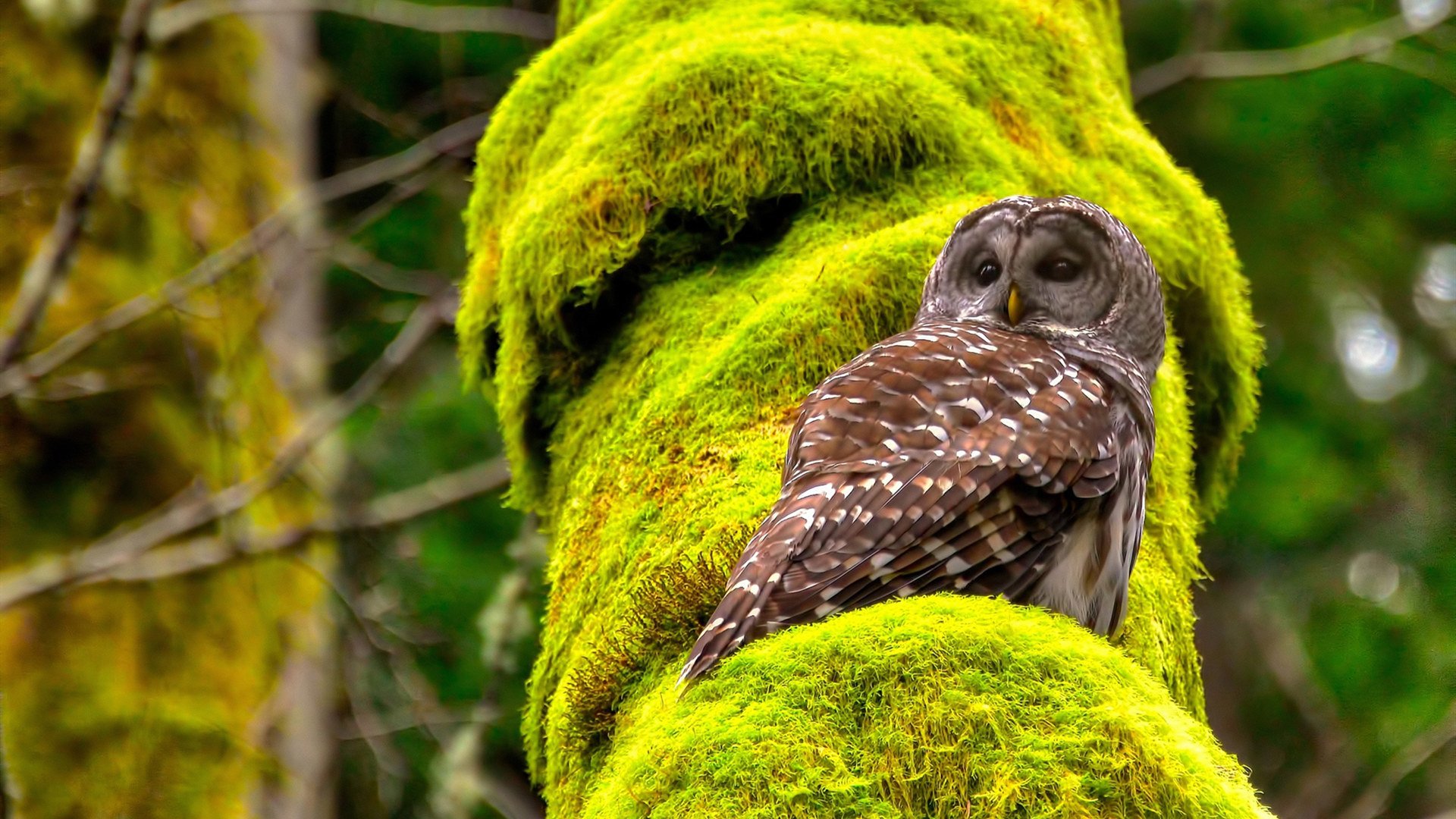 海神的三叉戟,蒂亚戈在最后七分钟改写大洋两岸的叙事