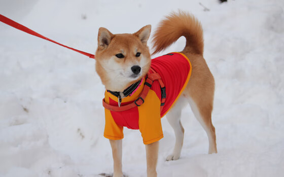浙江vs鹈鹕,塔图姆跨越大洋的平行宇宙之战