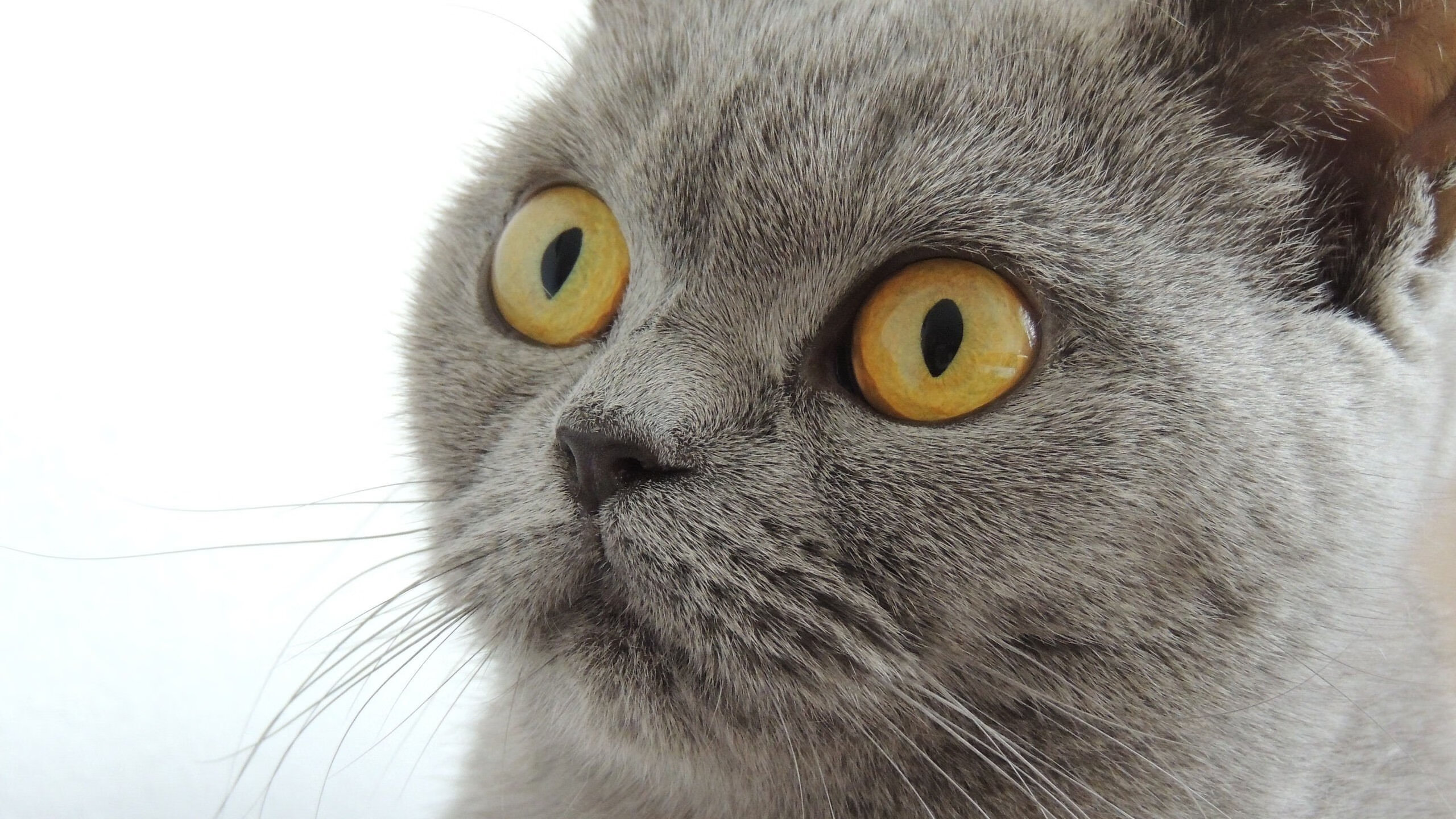 苏亚雷斯爆发助韩国联队逆袭，塞维利亚友谊赛失利引热议