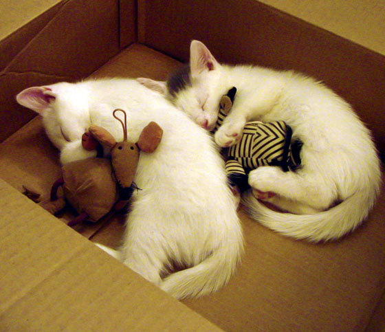 北伦敦特洛伊的陷落，布雷默的木马如何撕裂阿森纳城墙