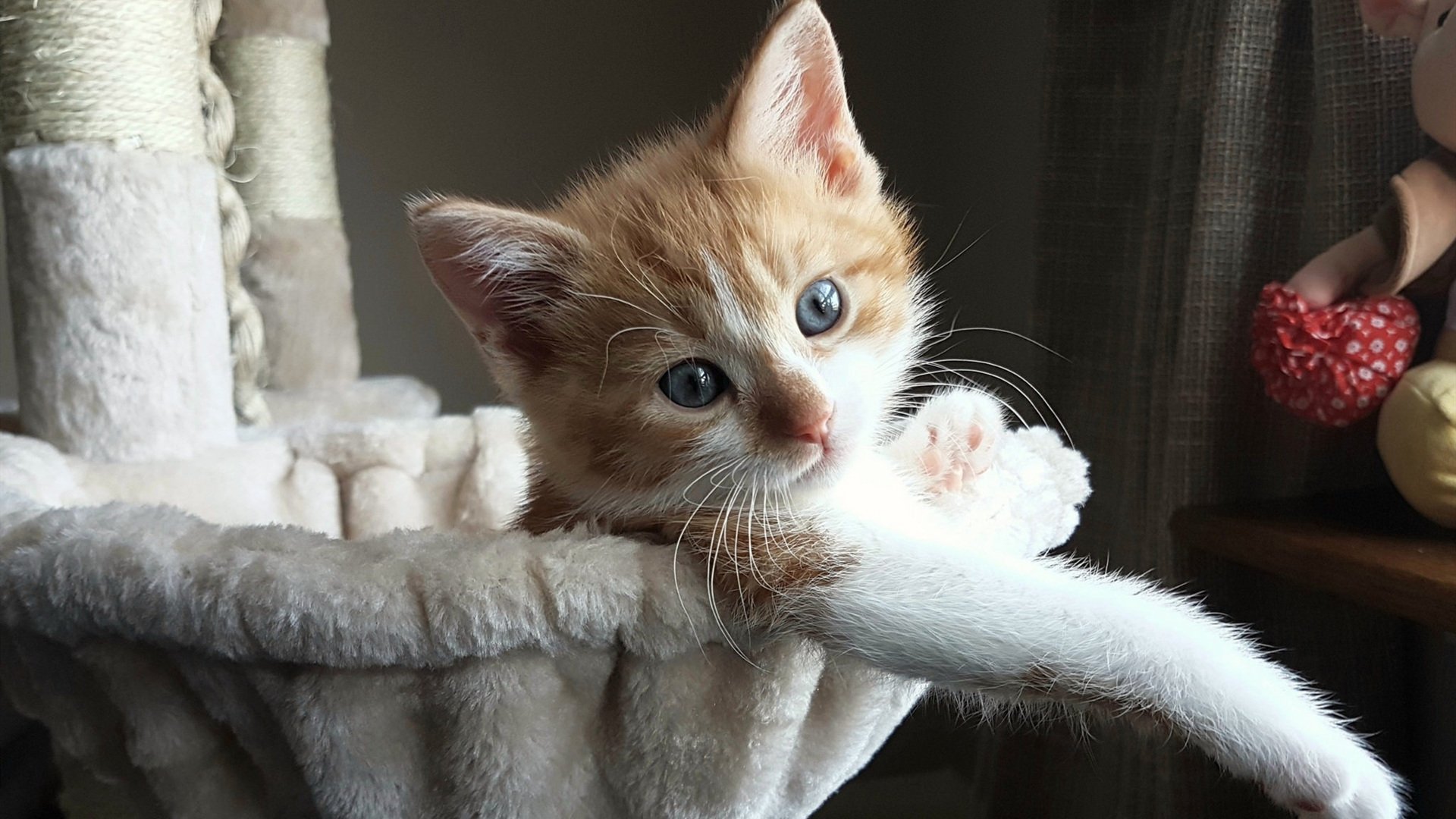 双城记，从孙兴慜的制胜艺术到本菲卡的欧陆闪电战