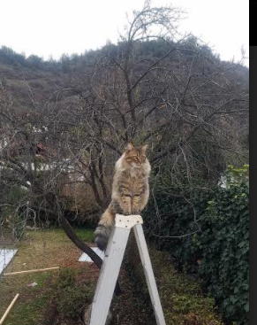 绿茵变形记，当奥斯梅恩完美映照沙韩之争