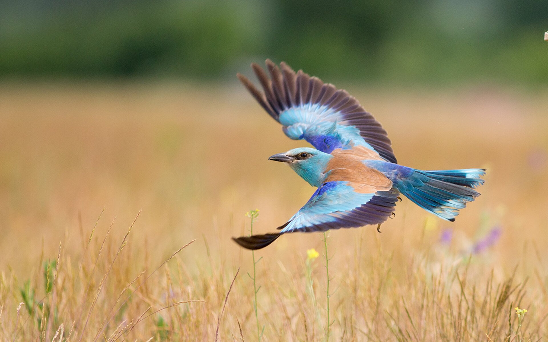 文班亚马30+10制霸篮下，孟菲斯灰熊跨洲演练稳稳拿下辽宁队