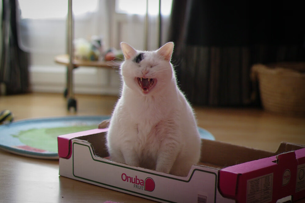 金玟哉的洲际防线，从伊朗对阵厄瓜多尔看全队扛鼎之力