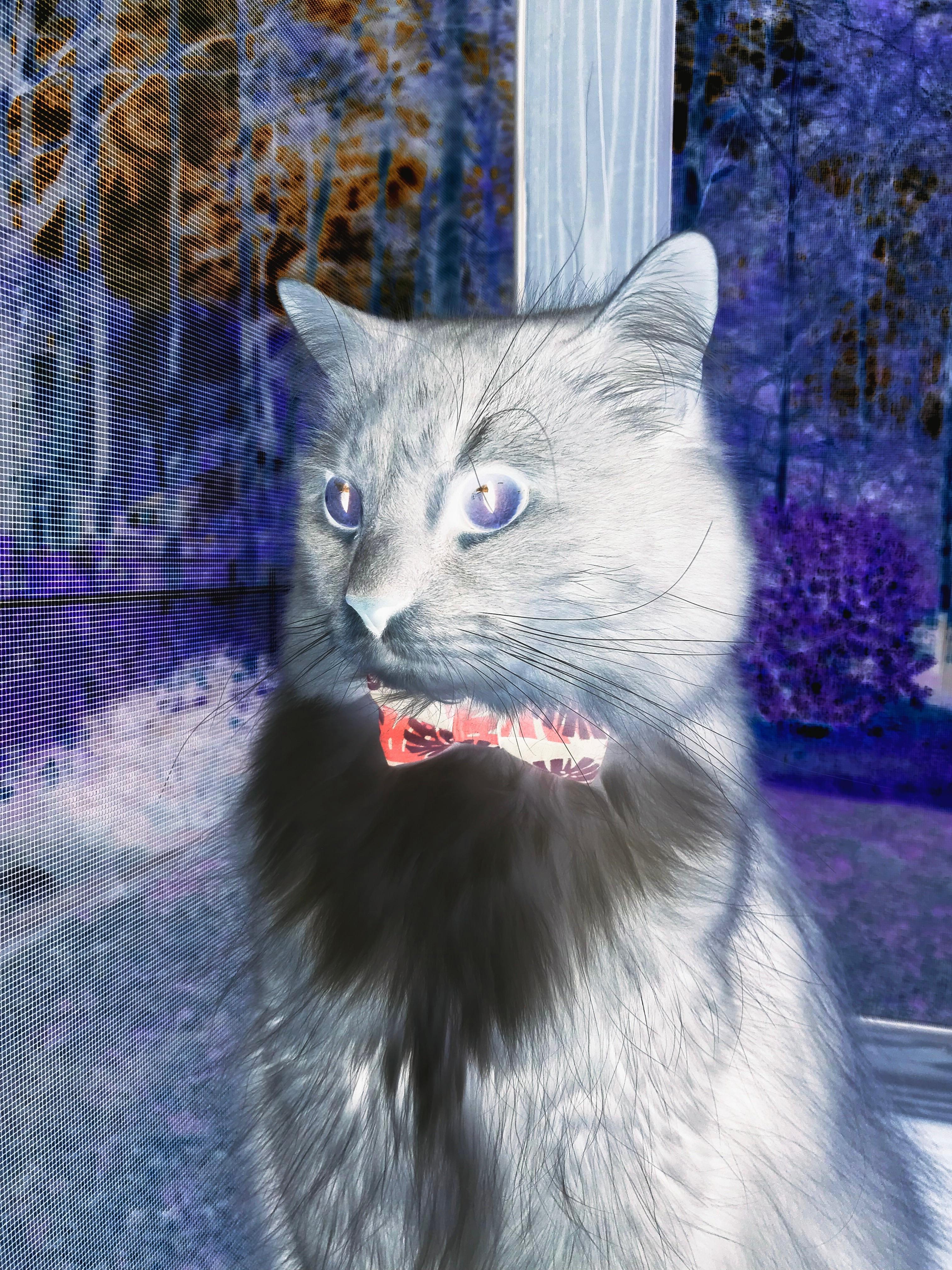 希腊神话再现！贫民球队五亿零封加拿大，坎特如何化身现代斯巴达之盾