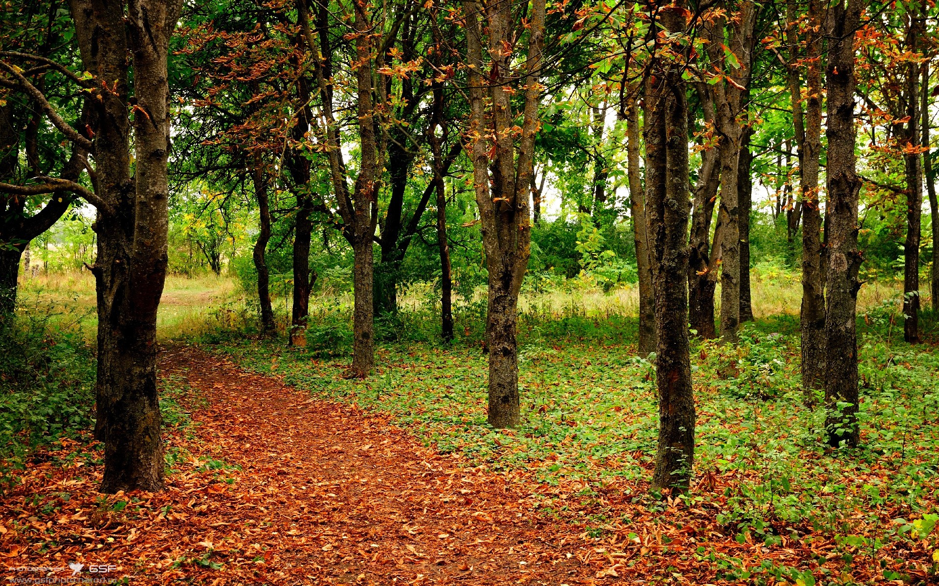 当篮球哲学驶入F1赛道，从掘金强压凯尔特人，到保罗的年度争冠接管术