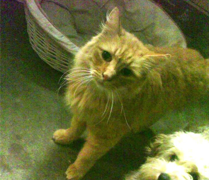 加拉加斯奇迹，当委内瑞拉飓风在酋长球场登陆，克瓦拉茨赫利亚的闪电撕裂北伦敦夜空