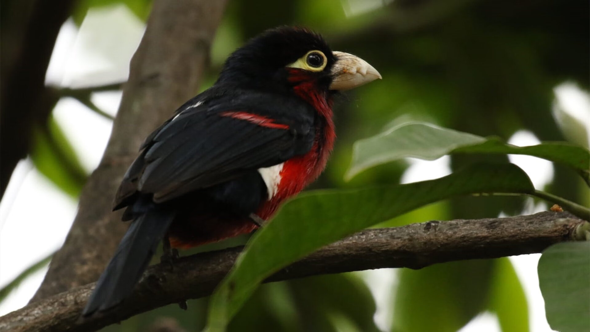 当摩洛哥的沙粒落进安菲尔德的齿轮，无名门将拉亚如何用两粒意外之尘改写了欧冠剧本