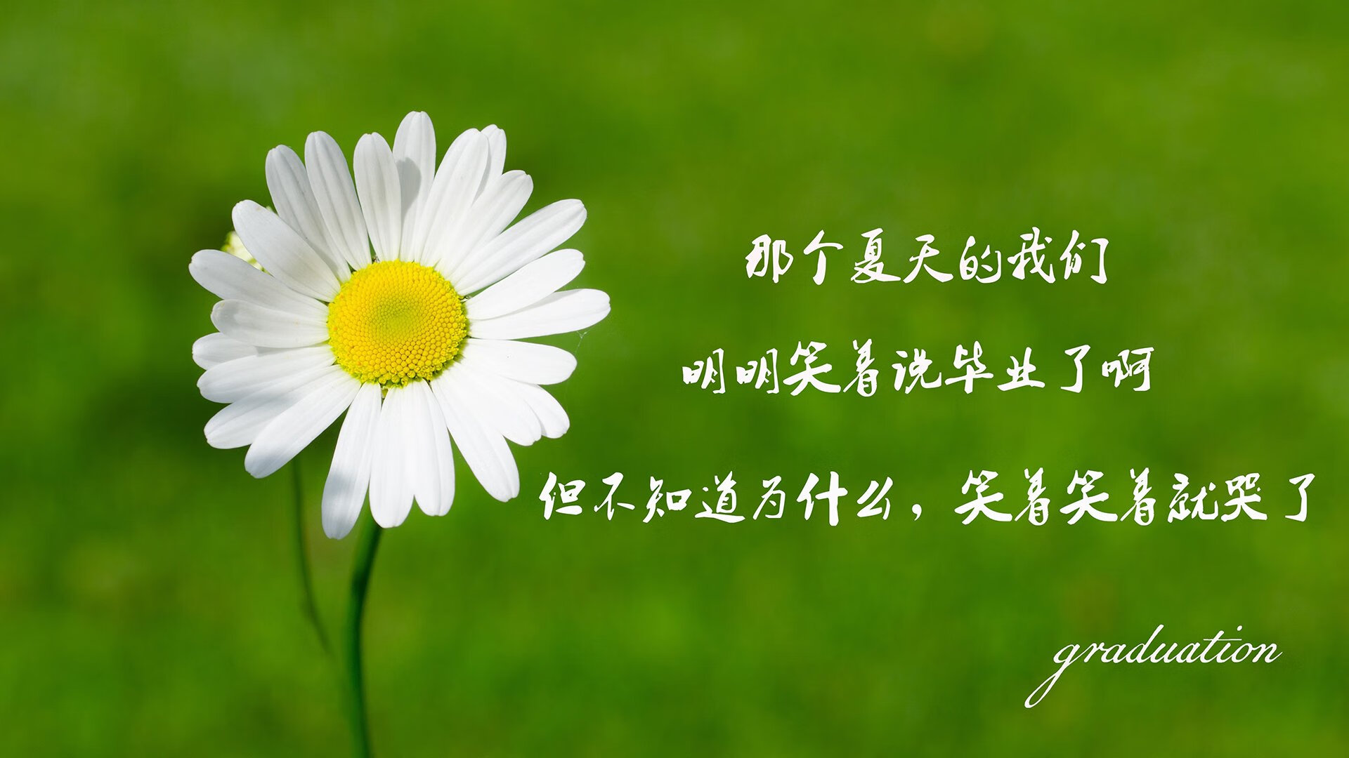 佩德里的蓝色手术刀,在罗马尼亚城墙与荷兰风暴之间,他定义了一届世界杯的唯一性