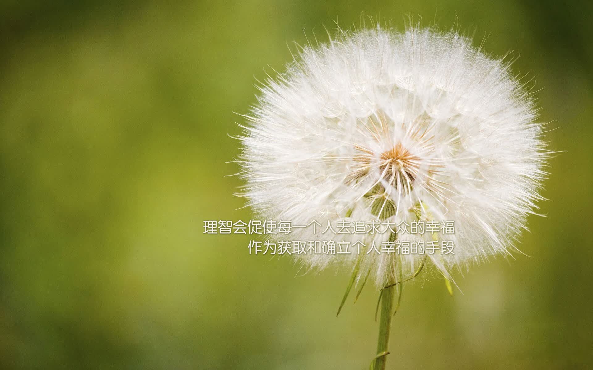 宿命的变奏,2026世界杯B组焦点战,喀麦隆用节奏绞杀波兰,维尼修斯书写王者唯一剧本